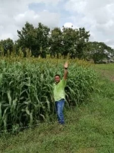 POR QUÉ SORGO PARA SILO?