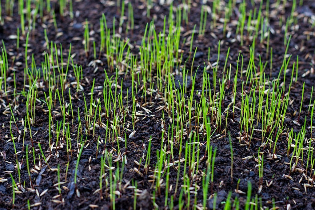 Venta De Semillas De Pasto