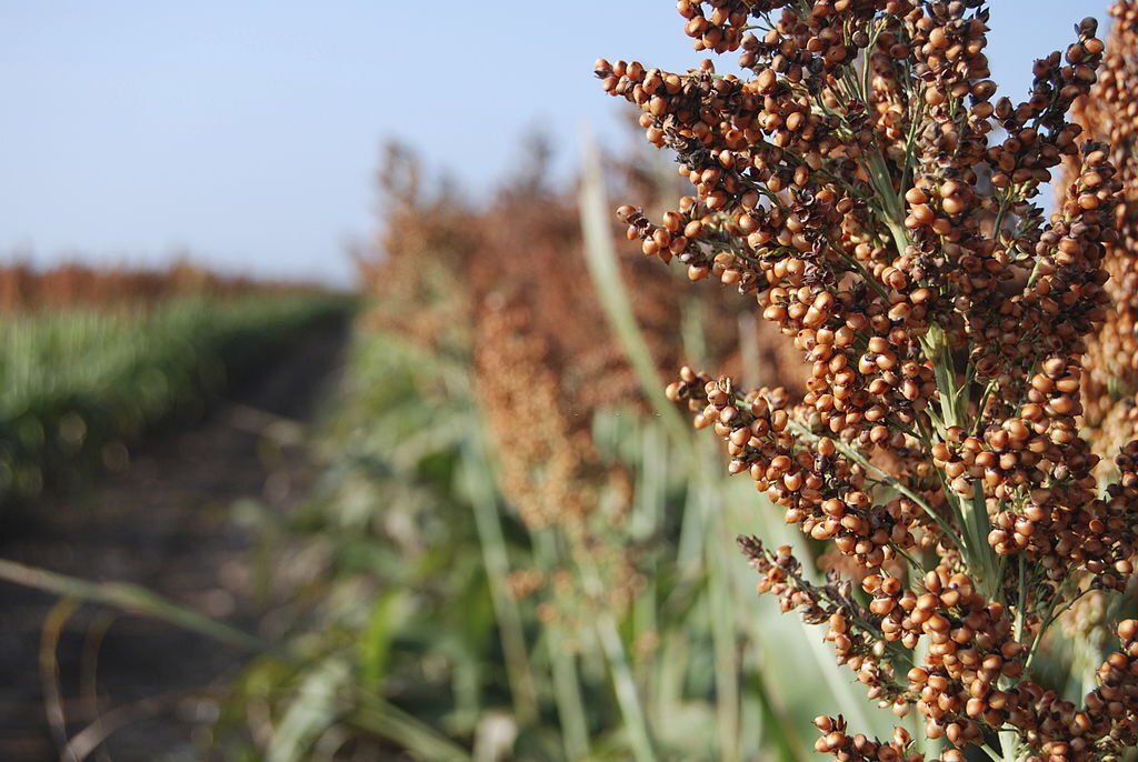 Venta de Semillas de Sorgo