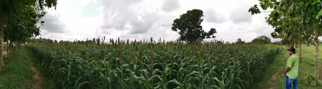 maíz o sorgo para ensilaje