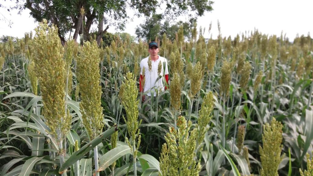 EL CULTIVO DEL SORGO ( Campus FCA-UNC) TOMADO DE CANAL DE LA UNIVERSIDAD DE CORDOBA -ARGENTINA